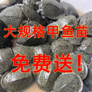 大甲鱼苗活体外塘养殖中华鳖水鱼团鱼王八苗池塘水库放养包邮包活