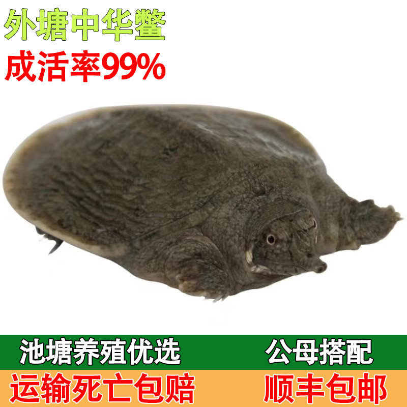 1-3两甲鱼苗池塘水库套养优选