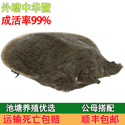 1-3两甲鱼苗池塘水库套养优选