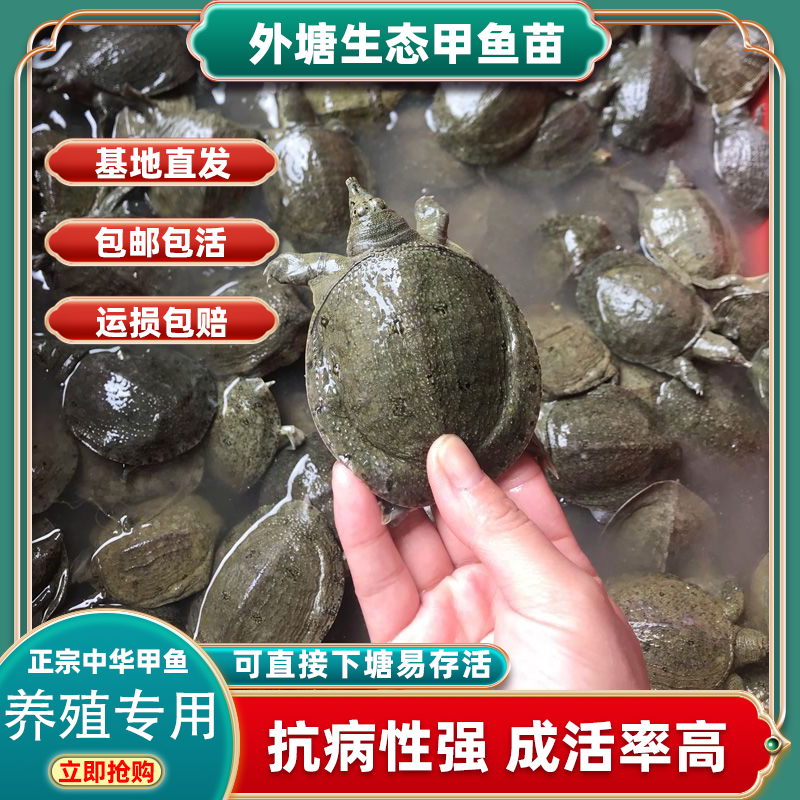1两半斤外塘养殖甲鱼100只批发甲鱼大苗水鱼苗团鱼苗鲜活中华鳖苗