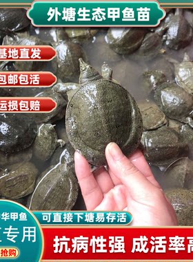 半斤甲鱼外塘养殖大甲鱼鳖苗鲜活