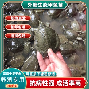 1两半斤外塘养殖甲鱼100只批发甲鱼大苗水鱼苗团鱼苗鲜活中华鳖苗