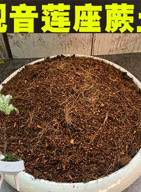 观音莲座蕨专用土盆栽酸性沙质泥炭颗粒松针土绿植种植营养土肥料