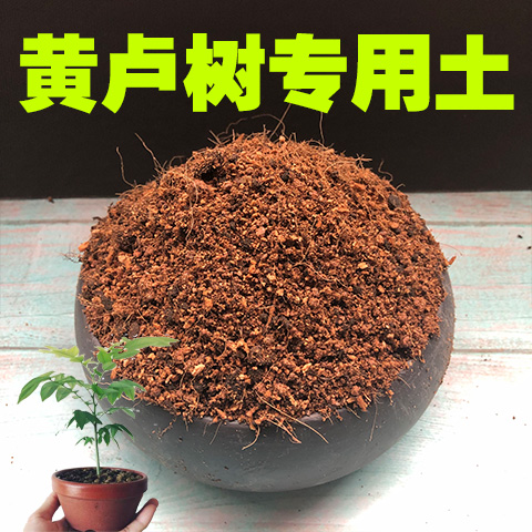 黄栌盆景酸性绿植肥料沙质土壤