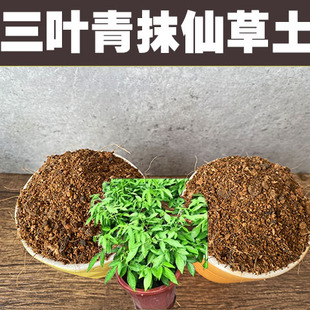 三叶青专用土潮汕抹草仙草盆栽种植营养土酸性沙质土壤家用绿植肥