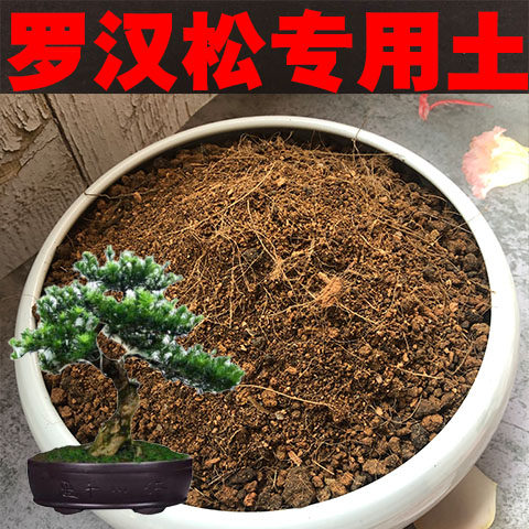 罗汉松土专用营养土酸性沙质盆栽小叶罗汉松米叶金钱