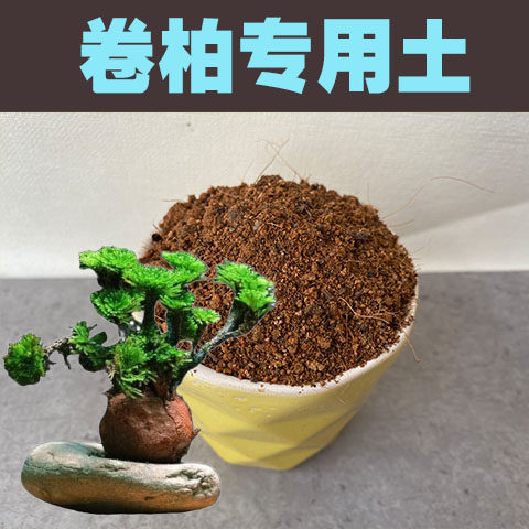 卷柏专用土九死还魂草盆栽