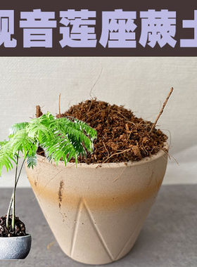 观音莲座蕨土盆栽专用营养土