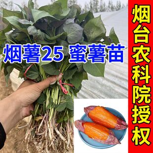 红薯苗秧蜜薯苗种正宗山东烟薯25号蜜薯苗西瓜红红薯苗紫薯地瓜苗