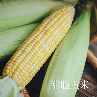 乐作|云南鲜甜玉米 新鲜包谷 鲜甜 嫩煮蒸 现摘嫩玉米棒 粗粮代餐