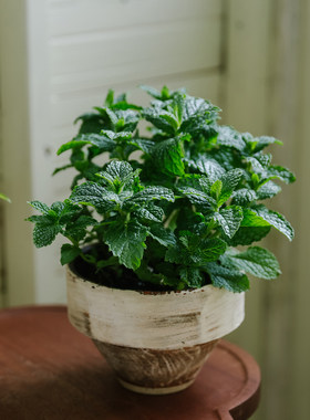 乐作 云南香草盆栽薄荷百里香香峰草紫苏 苗情好 可食用芳香盆栽