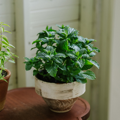 云南香草盆栽薄荷百里香甜罗勒牛至苗情好可食用芳香