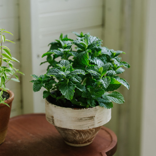 云南香草盆栽薄荷百里香甜罗勒牛至苗情好可食用芳香