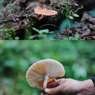 菌帽薄香馥郁森林物产大小不一头水菇 乐作｜云南野生香菇 香蕈干