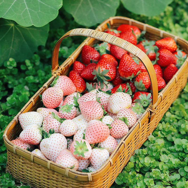 ��ɽũ����ʲ�ݮ ��ѩ/��ӯ/��Ұ/������ �����ʷ�˳����� 2�� ��ӯ��С���� 245.01Ԫ��3��(��81.67Ԫ/��)