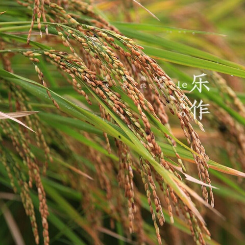 500克元阳真空包装五谷杂粮粗粮