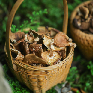 乐作｜云南野生香菇 香蕈干 菌帽薄香馥郁森林物产大小不一