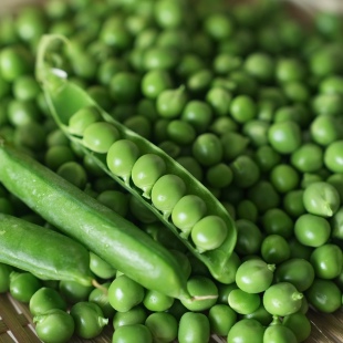 乐作自种新鲜嫩豌豆露天生态个小味甜炒焖饭煮汤顺丰冷链空运可选