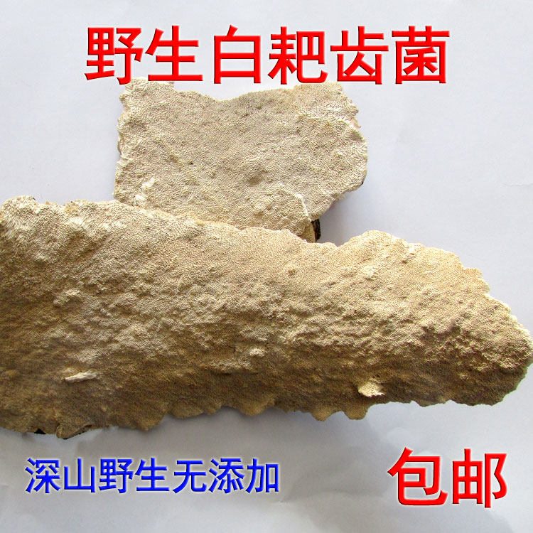 野生白耙齿菌 长白山正品干货天然白吧齿菌新货白囊粑齿菌完整粉