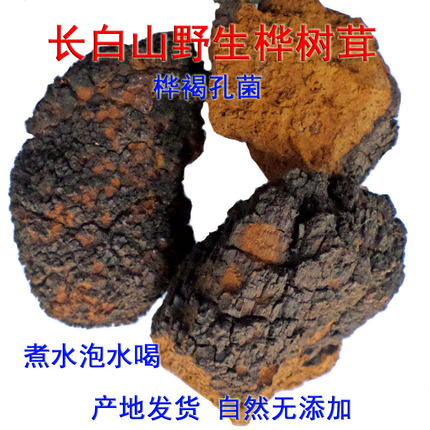 桦树茸 长白山野生非俄罗斯白桦茸桦褐孔菌 东北桦树泪完整块粉