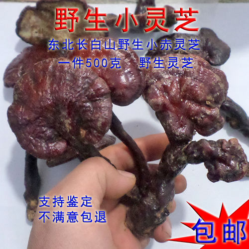 东北长白山野生灵芝正品