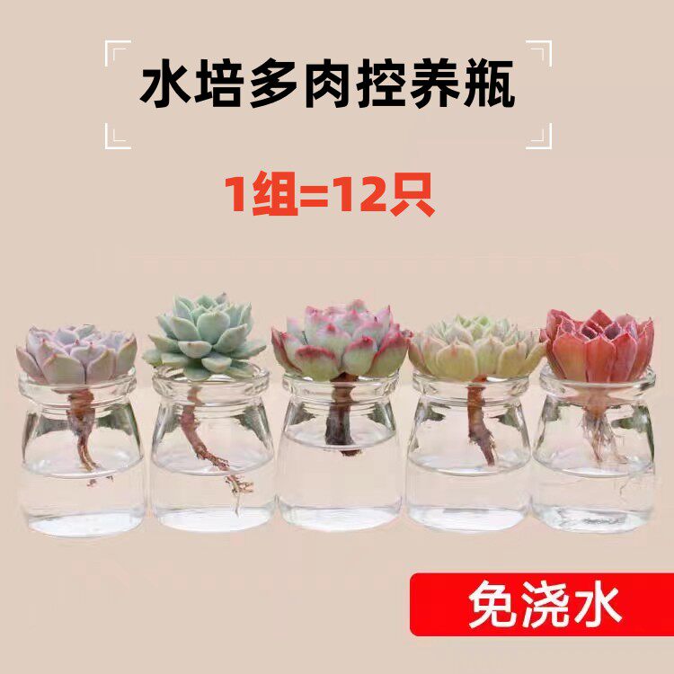 简约透明玻璃仙人球花盆小号多肉水培瓶控子养瓶绿植白掌水培器皿