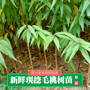 毛桃树苗桃树实生苗毛桃苗实生桃苗桃树原生苗桃树直生苗桃树原苗