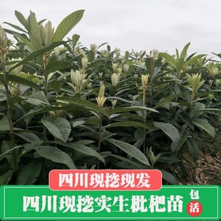 四川新鲜现挖实生枇杷苗原生枇杷树苗枇杷原苗枇杷直生苗非嫁接苗