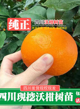 新鲜现挖四川无籽沃柑树苗