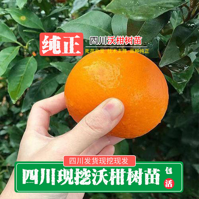 新鲜现挖四川无籽沃柑树苗