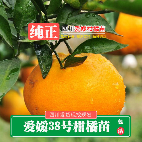 四川爱媛38号果冻橙红美人柑橘苗