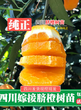 四川晚熟血橙苗伦晚纽荷尔脐橙苗