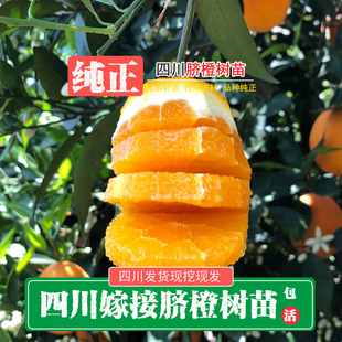 四川晚熟血橙苗伦晚脐橙树苗夏橙树苗早熟纽荷尔脐橙苗嫁接脐橙苗