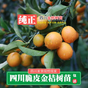 四川金桔树苗脆皮金桔树苗金橘树苗金桔苗嫁接金桔树苗金桔树盆栽