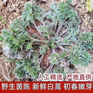 野生现挖新鲜茵陈整根茵陈白蒿孕妇泡水农家野菜新鲜茵陈顺丰快递