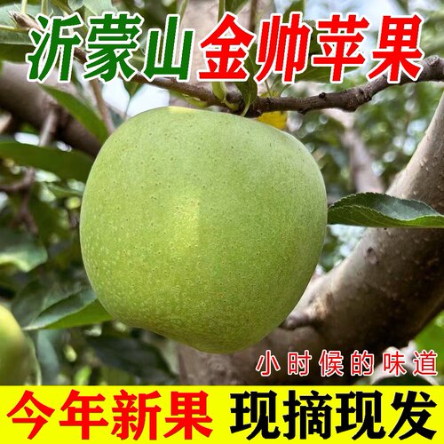山东金帅青苹果新鲜应季水果酸甜脆苹果水果现摘老人孕妇包邮5斤