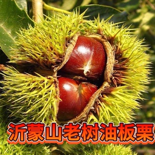 板栗生新鲜沂蒙山黄心油栗2025年新货孕妇当季现摘深山野生毛栗子