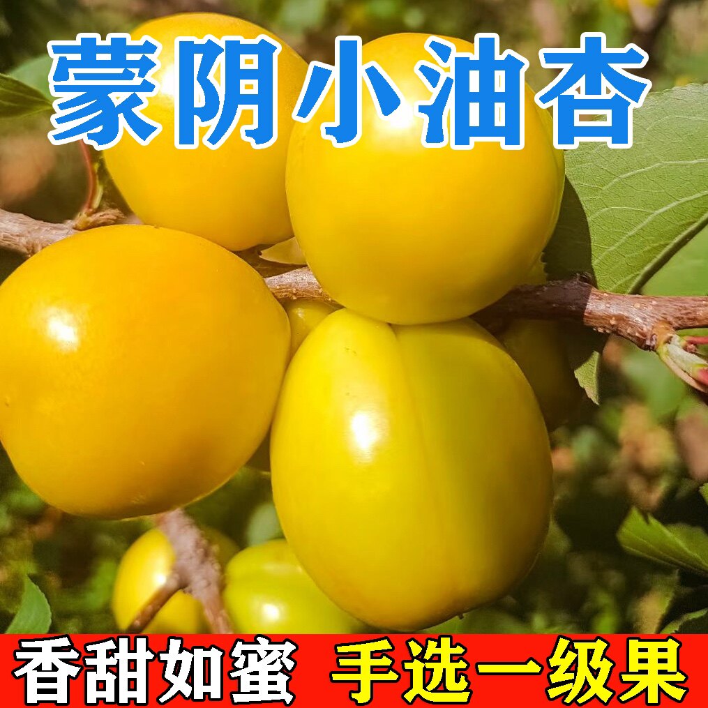 珍珠油杏山东小白杏现摘甜杏子新鲜孕妇应季水果非新疆3斤礼盒装