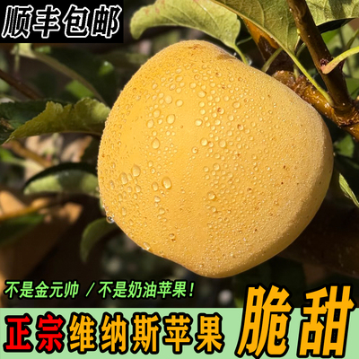 山东维纳斯黄金苹果新鲜水果当季整箱现摘脆甜冰糖心丑苹果