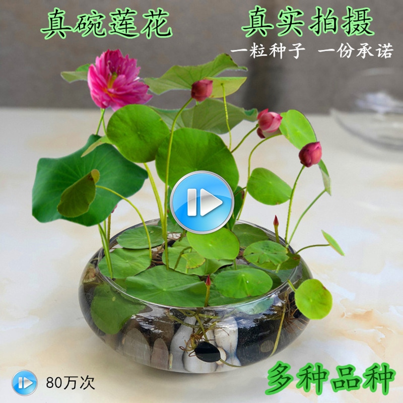 water lily