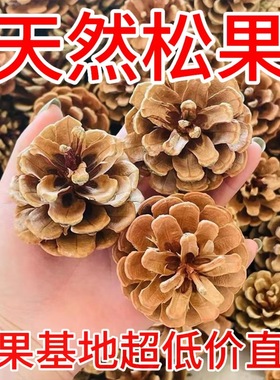 天然松果松塔松果球圣诞装饰摆件幼儿园手工松果画装饰配野生松果