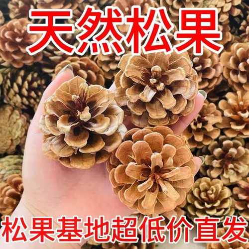 天然松果松塔松果球圣诞装饰摆件幼儿园手工松果画装饰配野生松果
