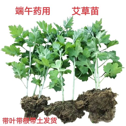 正宗药用艾苗阳台庭院驱蚊净空气