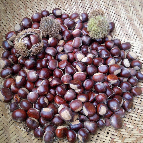 2025新货野生五莲山小粒小油栗子毛栗板栗黄心新鲜板栗生带壳甜糯