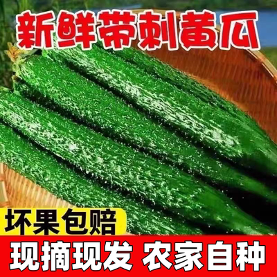 新鲜黄瓜现摘现发带刺带花长青瓜清脆爽口山东大棚农家自种蔬菜