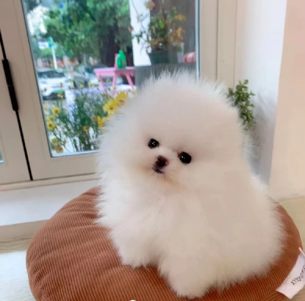 纯种cku白博美幼犬活体茶杯犬袖珍小体型黄博美俊介犬宠物狗