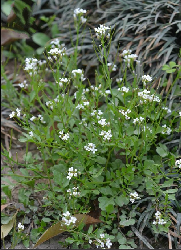 碎米荠苗 雀儿菜  毛碎米荠 小岩板菜  白带草 蔊菜 小叶碎米芥苗
