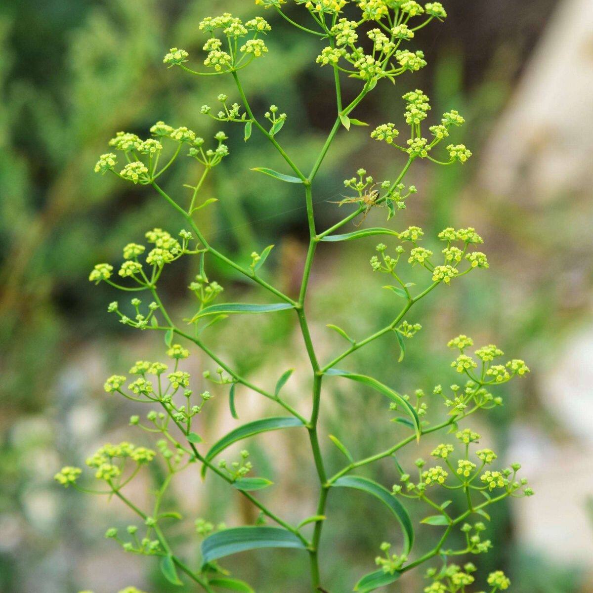 北柴胡苗小柴胡苗柴胡苗阳台室内庭院植物苗
