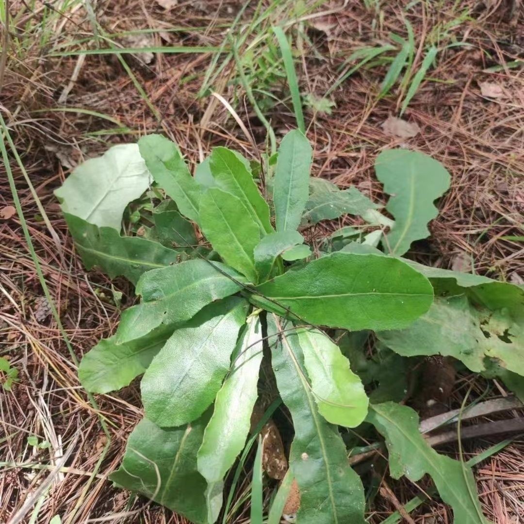 奶浆根云南奶浆根 黄花一枝箭黄花野萝卜大苦菜 苦菜新鲜现挖发货