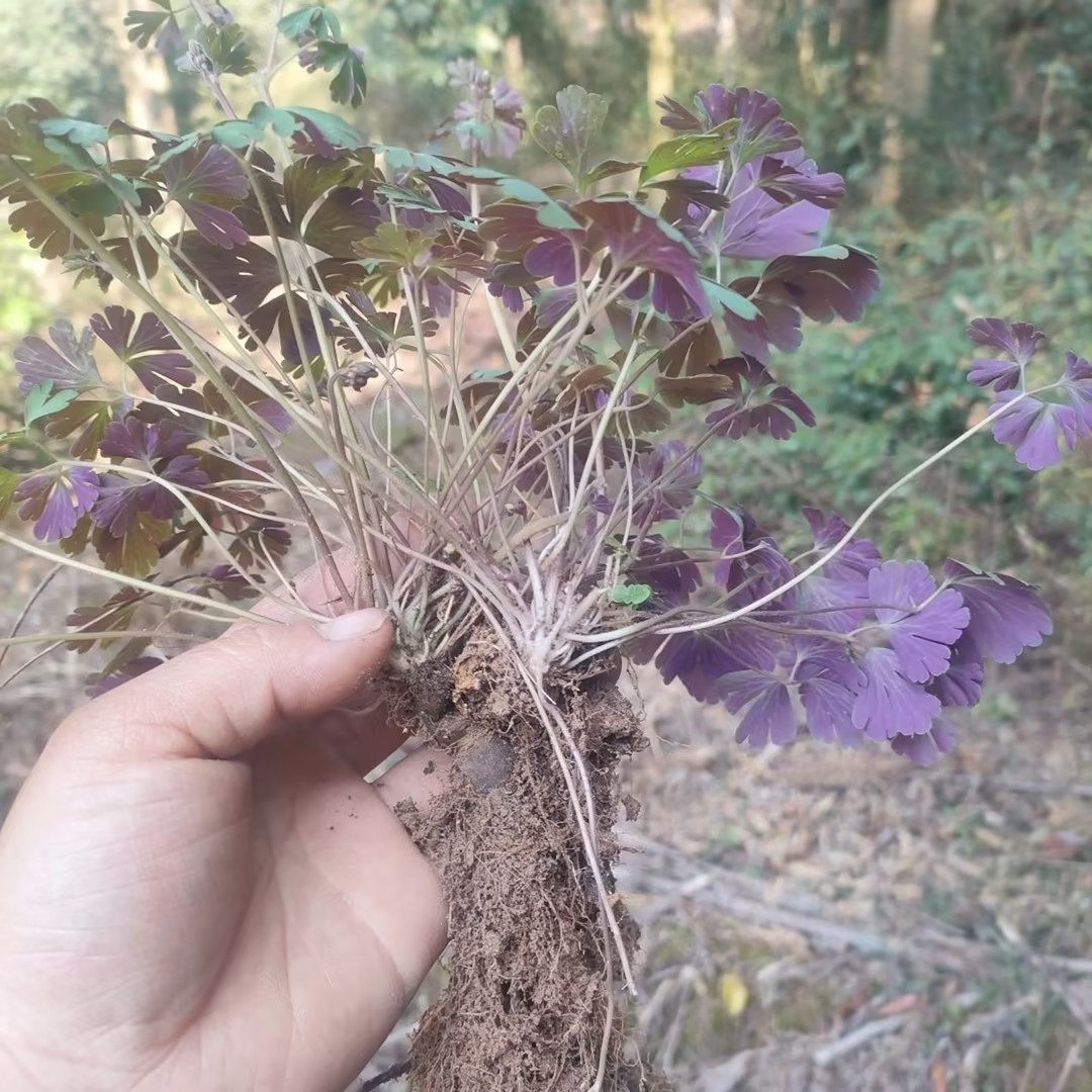 天葵草苗 耐寒千年老鼠屎苗紫红冬春紫背天葵子苗
